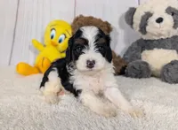 Hudson - MICRO Bernedoodle, a male Miniature Bernedoodle for sale in Arthur, IL – 1 of 6
