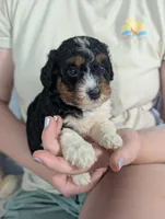Heather - MICRO Bernedoodle , a female Miniature Bernedoodle for sale in Arthur, IL – 4 of 7