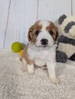 Houston - MICRO Bernedoodle , a male Miniature Bernedoodle for sale in Arthur, IL – 3 of 6