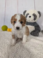 Houston - MICRO Bernedoodle , a male Miniature Bernedoodle for sale in Arthur, IL – 4 of 6
