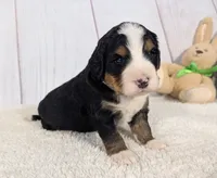 Kayden, a male Miniature Bernedoodle for sale in Arthur, IL – 3 of 6