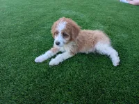 Houston - MICRO Bernedoodle , a male Miniature Bernedoodle for sale in Arthur, IL – 3 of 9