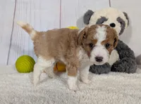 Houston - MICRO Bernedoodle , a male Miniature Bernedoodle for sale in Arthur, IL – 6 of 6