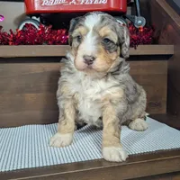 Alex, a male Miniature Bernedoodle for sale in Arthur, IL – Photo 7 of 8