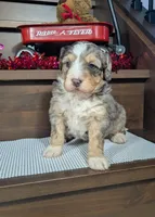 Alex, a male Miniature Bernedoodle for sale in Arthur, IL – Photo 3 of 5