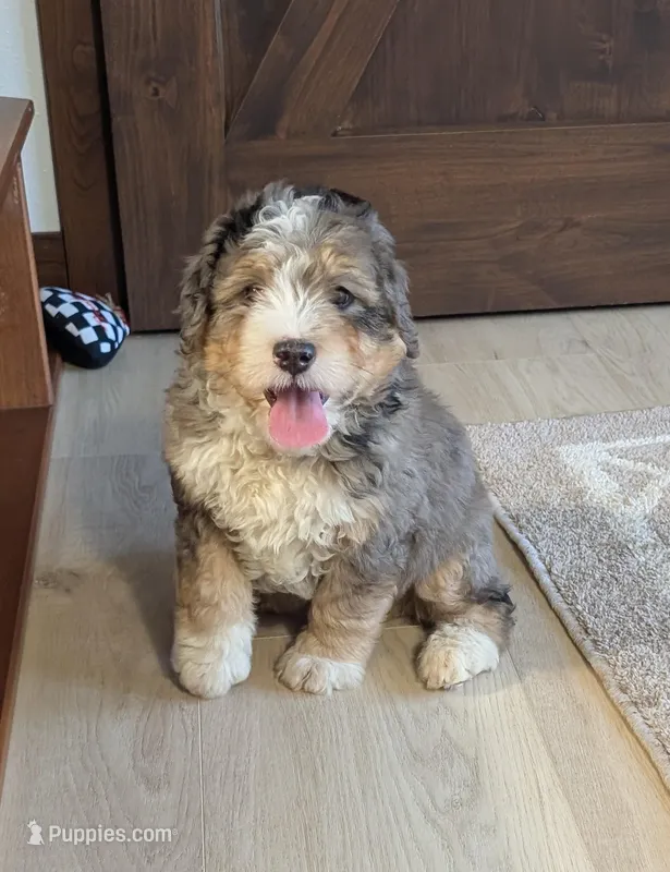 Alex – Miniature Bernedoodle puppy for sale in Arthur, IL