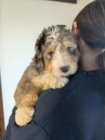 Alex, a male Miniature Bernedoodle for sale in Arthur, IL – Photo 4 of 8