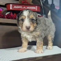 Alex, a male Miniature Bernedoodle for sale in Arthur, IL – Photo 5 of 8