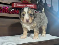 Alex, a male Miniature Bernedoodle for sale in Arthur, IL – Photo 2 of 5