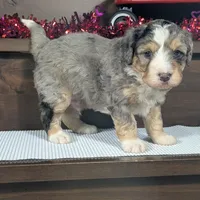 Alex, a male Miniature Bernedoodle for sale in Arthur, IL – Photo 6 of 8