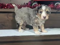 Alex, a male Miniature Bernedoodle for sale in Arthur, IL – Photo 4 of 5