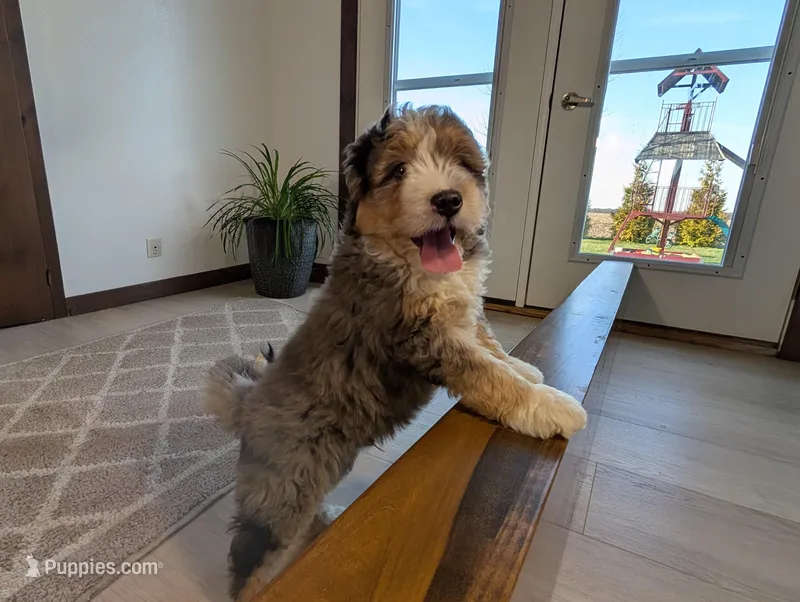 Alex – Miniature Bernedoodle puppy for sale in Arthur, IL