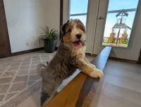 Alex, a male Miniature Bernedoodle for sale in Arthur, IL – Photo 1 of 8