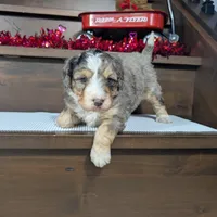 Alex, a male Miniature Bernedoodle for sale in Arthur, IL – Photo 8 of 8