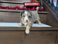 Alex, a male Miniature Bernedoodle for sale in Arthur, IL – Photo 5 of 5