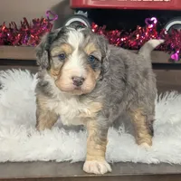 Alex, a male Miniature Bernedoodle for sale in Arthur, IL – Photo 2 of 8