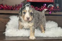 Alex, a male Miniature Bernedoodle for sale in Arthur, IL – Photo 1 of 5