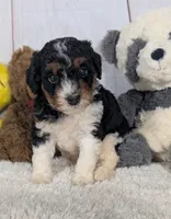 Heather - MICRO Bernedoodle , a female Miniature Bernedoodle for sale in Arthur, IL – 2 of 7