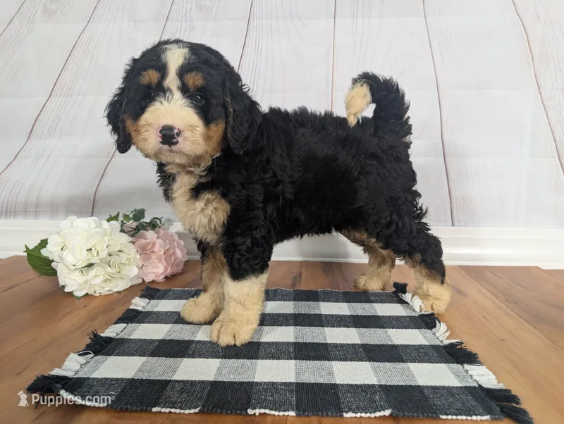 Karson – Miniature Bernedoodle puppy for sale in Arthur, IL