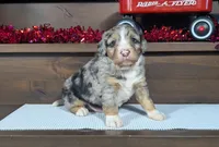 Aiden, a male Miniature Bernedoodle for sale in Arthur, IL – Photo 2 of 4