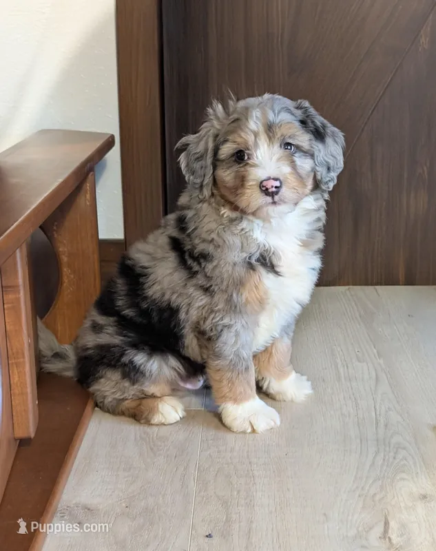Aiden – Miniature Bernedoodle puppy for sale in Arthur, IL