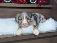 Aiden, a male Miniature Bernedoodle for sale in Arthur, IL – Photo 3 of 4