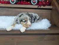 Aiden, a male Miniature Bernedoodle for sale in Arthur, IL – Photo 4 of 4