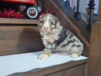 Aiden, a male Miniature Bernedoodle for sale in Arthur, IL – Photo 1 of 4