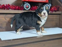 Aleah, a female Miniature Bernedoodle for sale in Arthur, IL – Photo 4 of 4