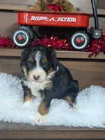 Aleah, a female Miniature Bernedoodle for sale in Arthur, IL – Photo 2 of 4