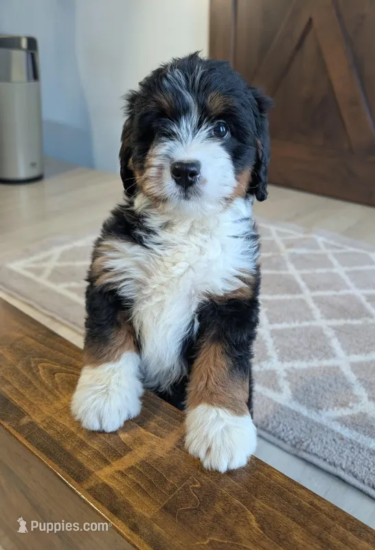 Aleah – Miniature Bernedoodle puppy for sale in Arthur, IL