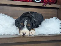 Aleah, a female Miniature Bernedoodle for sale in Arthur, IL – Photo 1 of 4