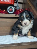 Aleah, a female Miniature Bernedoodle for sale in Arthur, IL – Photo 3 of 4