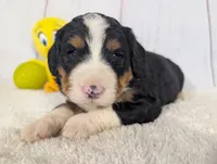 Karson, a male Miniature Bernedoodle for sale in Arthur, IL – 2 of 4