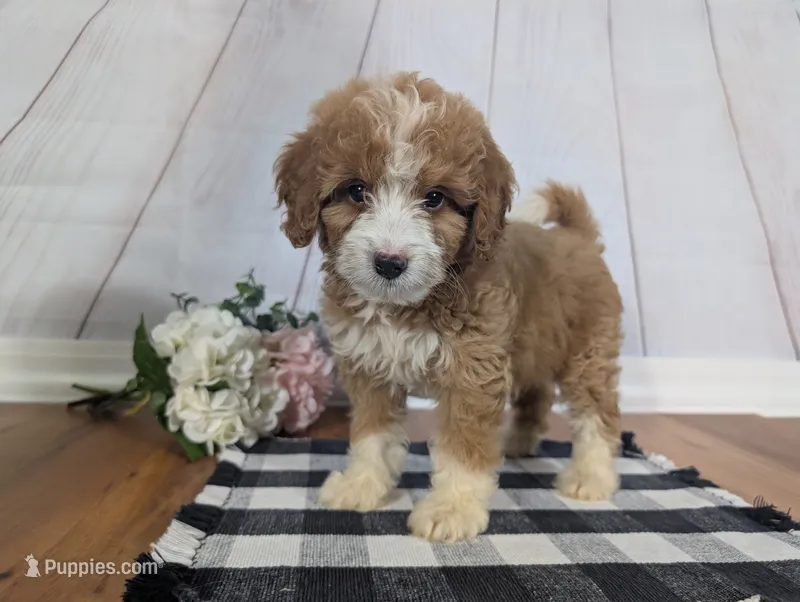 Hunter - MICRO Bernedoodle  – Miniature Bernedoodle puppy for sale in Arthur, IL