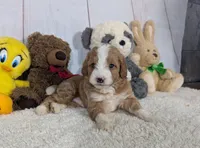 Hunter - MICRO Bernedoodle , a male Miniature Bernedoodle for sale in Arthur, IL – 3 of 6