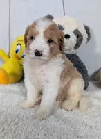 Hope - MICRO Bernedoodle , a female Miniature Bernedoodle for sale in Arthur, IL – 2 of 6