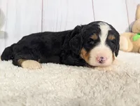 Karson, a male Miniature Bernedoodle for sale in Arthur, IL – 3 of 4
