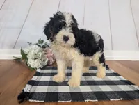 Hudson - MICRO Bernedoodle, a male Miniature Bernedoodle for sale in Arthur, IL – 3 of 9