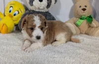 Houston - MICRO Bernedoodle , a male Miniature Bernedoodle for sale in Arthur, IL – 2 of 6