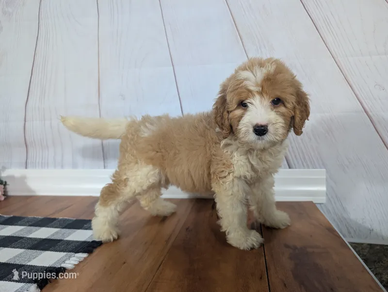 Hope - MICRO Bernedoodle  – Miniature Bernedoodle puppy for sale in Arthur, IL