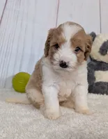 Hope - MICRO Bernedoodle , a female Miniature Bernedoodle for sale in Arthur, IL – 3 of 6