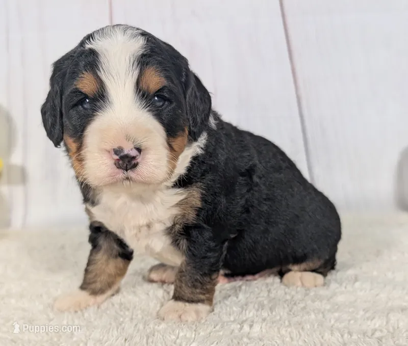 Kayden – Miniature Bernedoodle puppy for sale in Arthur, IL