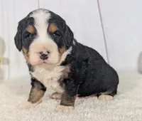 Kayden, a male Miniature Bernedoodle for sale in Arthur, IL – 1 of 6