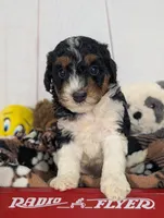 Heather - MICRO Bernedoodle , a female Miniature Bernedoodle for sale in Arthur, IL – 5 of 7