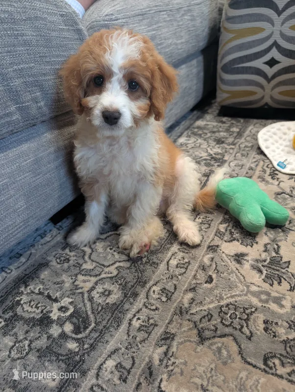 Houston - MICRO Bernedoodle  – Miniature Bernedoodle puppy for sale in Arthur, IL