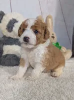 Houston - MICRO Bernedoodle , a male Miniature Bernedoodle for sale in Arthur, IL – 5 of 6
