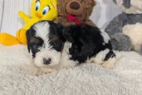 Hudson - MICRO Bernedoodle, a male Miniature Bernedoodle for sale in Arthur, IL – 3 of 6