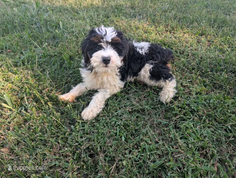 Hudson - MICRO Bernedoodle – Miniature Bernedoodle puppy for sale in Arthur, IL