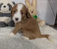 Heidi - MICRO Bernedoodle , a female Miniature Bernedoodle for sale in Arthur, IL – 5 of 5